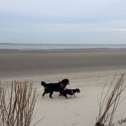 honden welkom bij de strandhuisjes