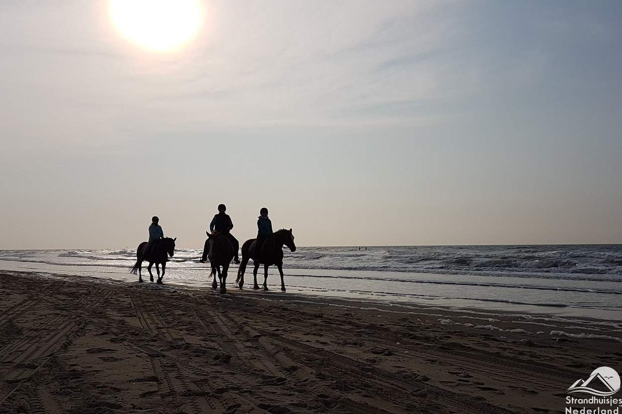 Vaak-paarden-op-het-strand-Nieuwvliet