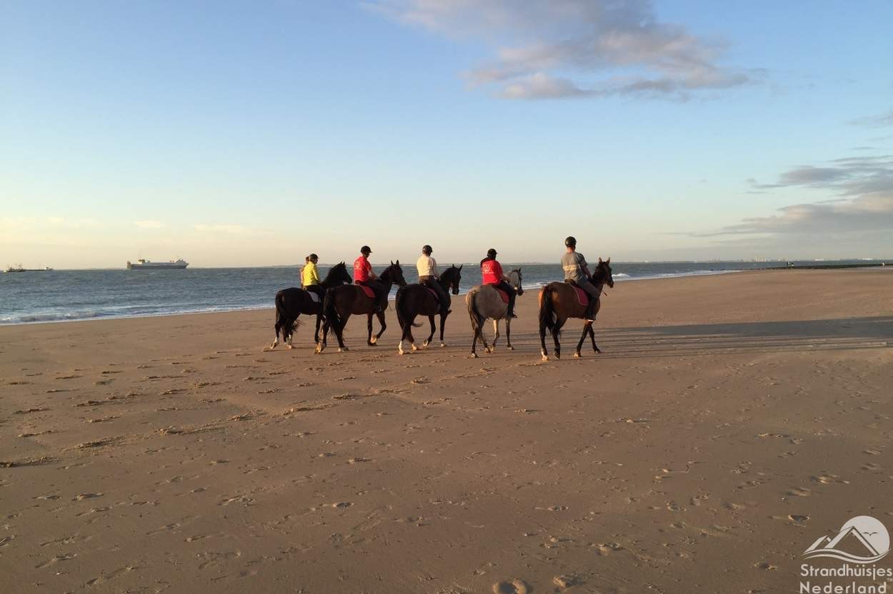 paarden-strand-Nieuwvliet-Bad